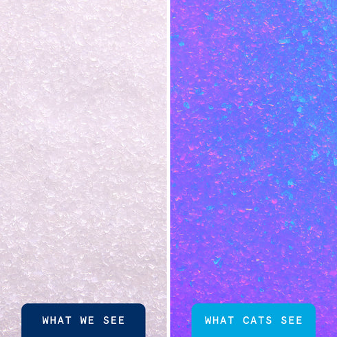 Boxie Cat Glo Natural Attractions Non-Clumping Crystal Litter 6lb